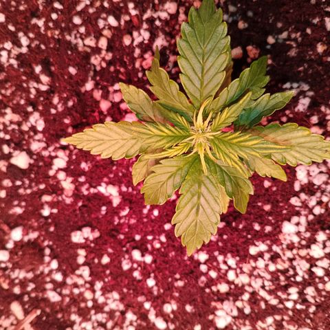 Gorilla Cookies Auto growlog timeline photo