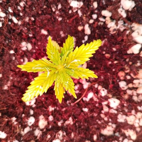 Gorilla Cookies Auto growlog timeline photo