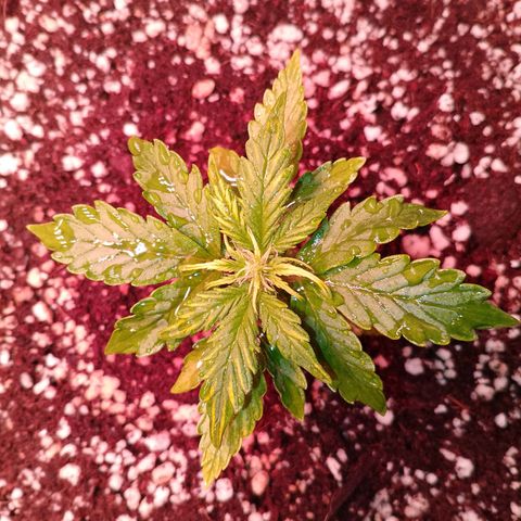 Gorilla Cookies Auto growlog timeline photo