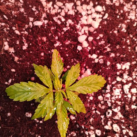 Gorilla Cookies Auto growlog timeline photo