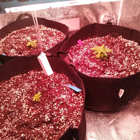 Gorilla Cookies Auto growlog timeline photo