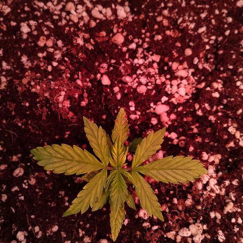 Gorilla Cookies Auto growlog timeline photo