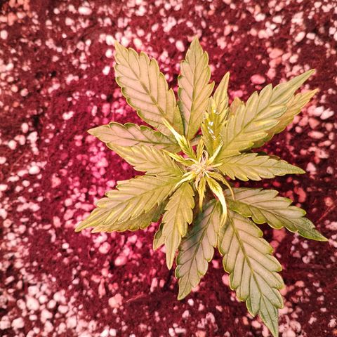 Gorilla Cookies Auto growlog timeline photo