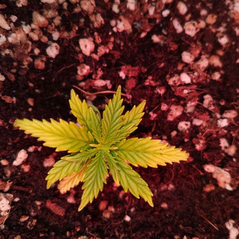Gorilla Cookies Auto growlog timeline photo