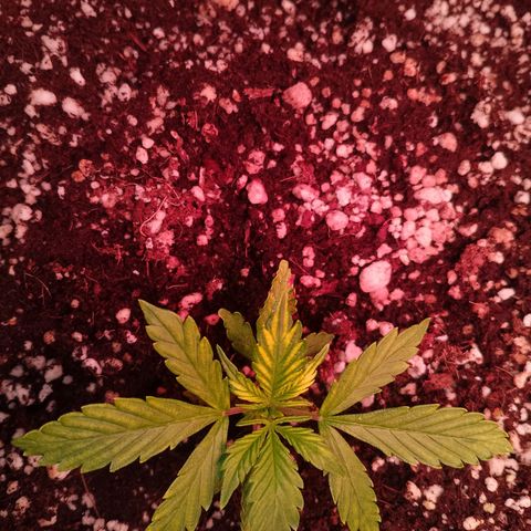 Gorilla Cookies Auto growlog timeline photo