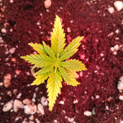 Gorilla Cookies Auto growlog timeline photo