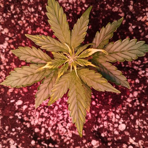 Gorilla Cookies Auto growlog timeline photo