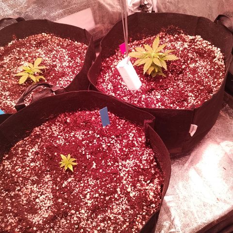 Gorilla Cookies Auto growlog timeline photo