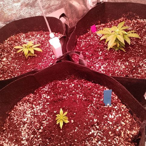 Gorilla Cookies Auto growlog timeline photo