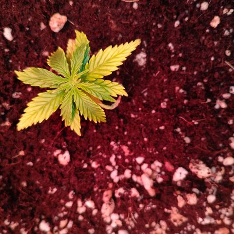 Gorilla Cookies Auto growlog timeline photo