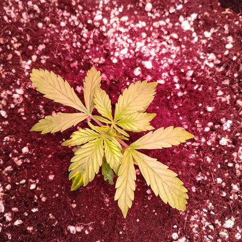 Gorilla Cookies Auto growlog timeline photo
