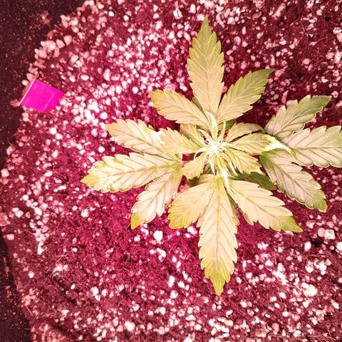 Gorilla Cookies Auto growlog timeline photo