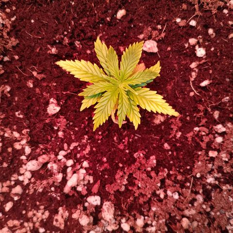 Gorilla Cookies Auto growlog timeline photo