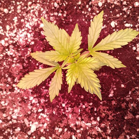 Gorilla Cookies Auto growlog timeline photo