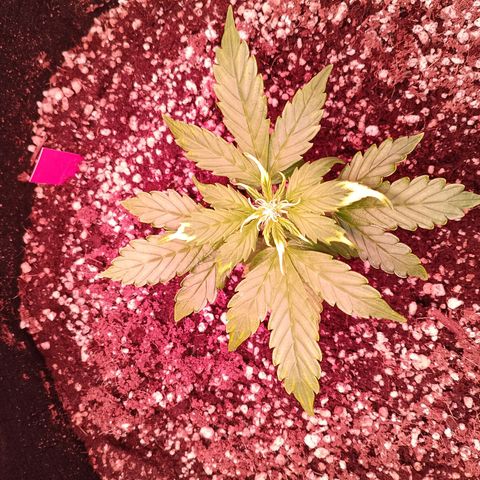 Gorilla Cookies Auto growlog timeline photo