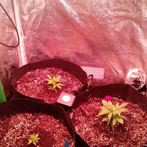 Gorilla Cookies Auto growlog timeline photo