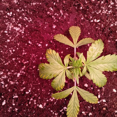 Gorilla Cookies Auto growlog timeline photo