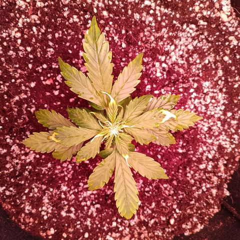 Gorilla Cookies Auto growlog timeline photo