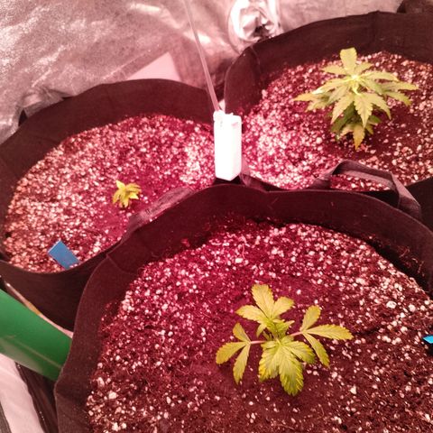 Gorilla Cookies Auto growlog timeline photo