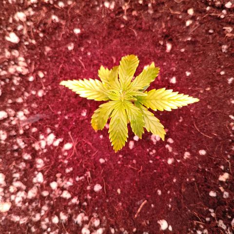 Gorilla Cookies Auto growlog timeline photo