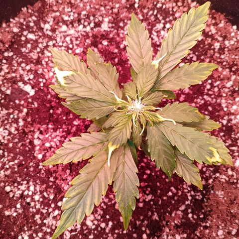 Gorilla Cookies Auto growlog timeline photo