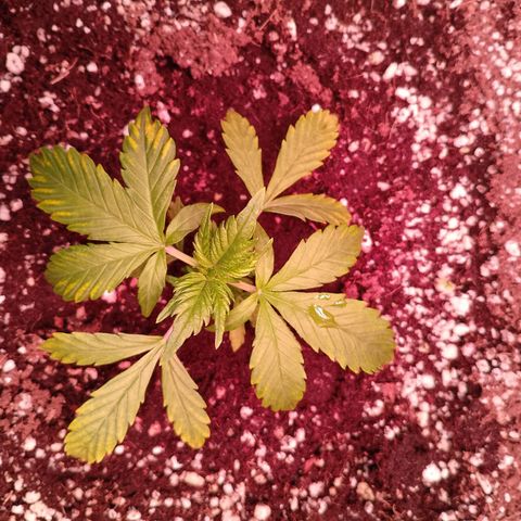 Gorilla Cookies Auto growlog timeline photo