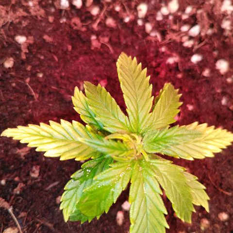 Gorilla Cookies Auto growlog timeline photo