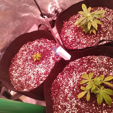 Gorilla Cookies Auto growlog timeline photo