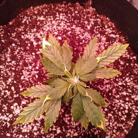 Gorilla Cookies Auto growlog timeline photo