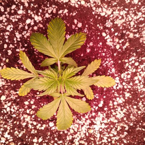 Gorilla Cookies Auto growlog timeline photo