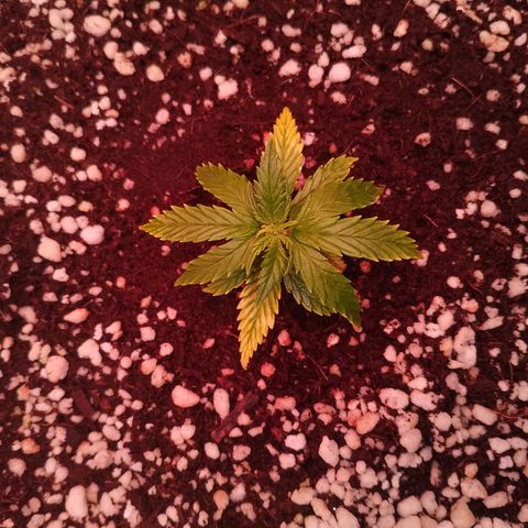 Gorilla Cookies Auto growlog timeline photo