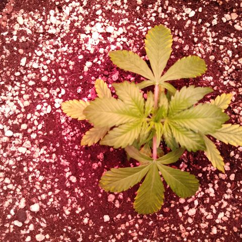 Gorilla Cookies Auto growlog timeline photo