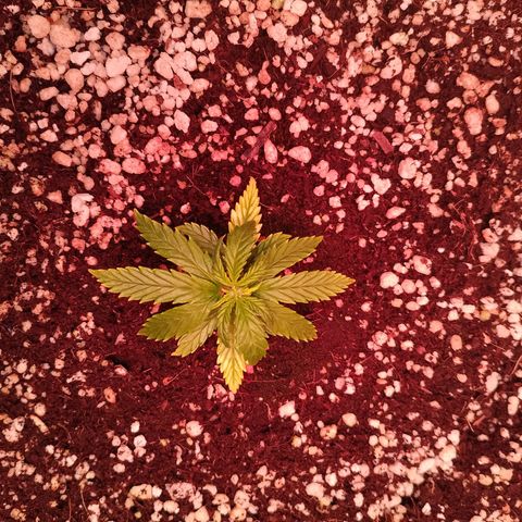 Gorilla Cookies Auto growlog timeline photo