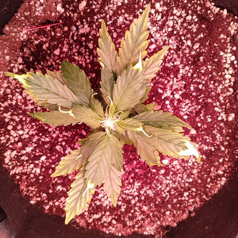 Gorilla Cookies Auto growlog timeline photo