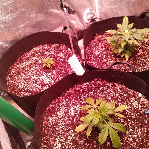 Gorilla Cookies Auto growlog timeline photo
