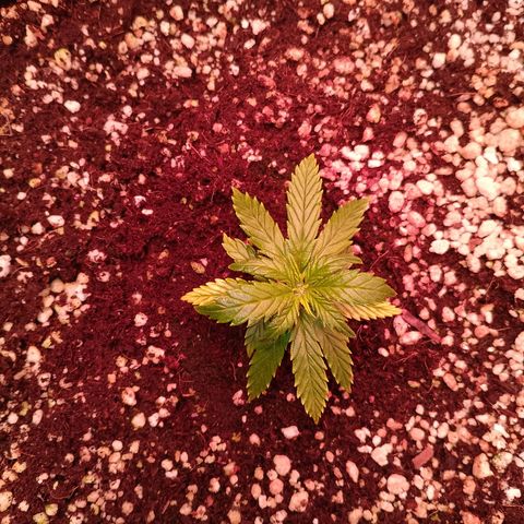 Gorilla Cookies Auto growlog timeline photo