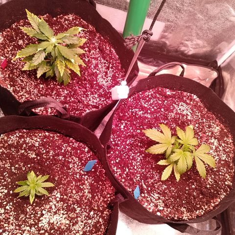 Gorilla Cookies Auto growlog timeline photo