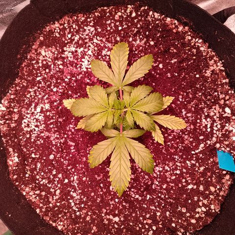 Gorilla Cookies Auto growlog timeline photo