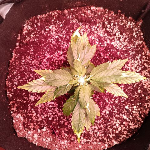Gorilla Cookies Auto growlog timeline photo