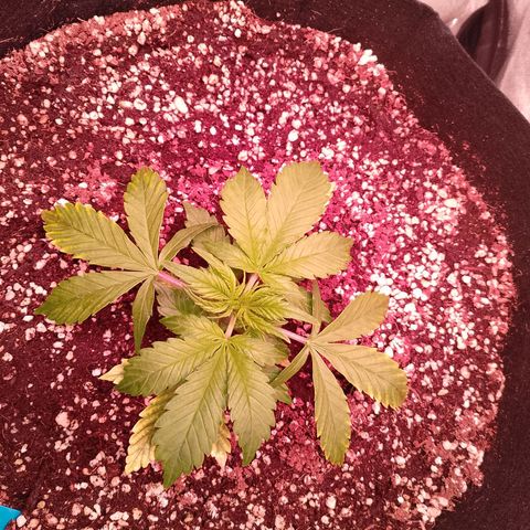 Gorilla Cookies Auto growlog timeline photo