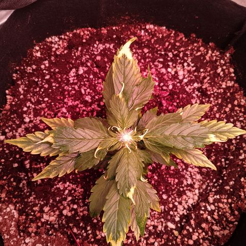 Gorilla Cookies Auto growlog timeline photo