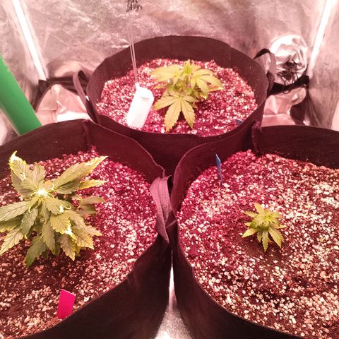 Gorilla Cookies Auto growlog timeline photo
