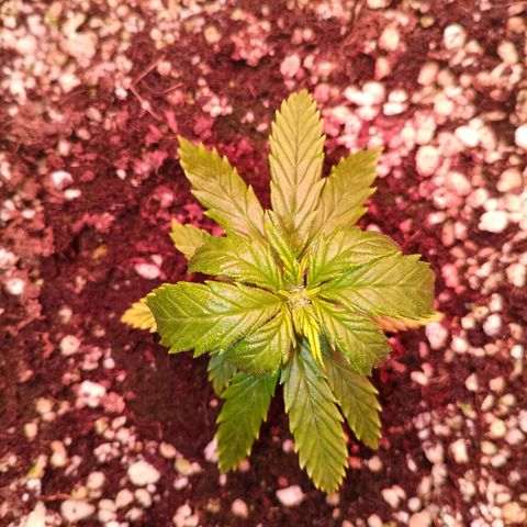Gorilla Cookies Auto growlog timeline photo