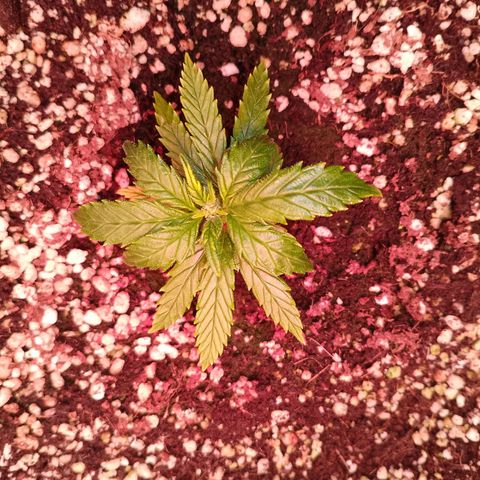 Gorilla Cookies Auto growlog timeline photo