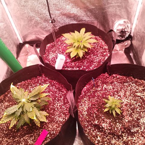 Gorilla Cookies Auto growlog timeline photo