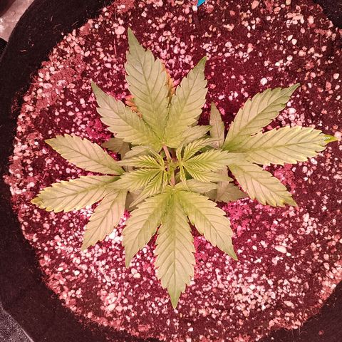 Gorilla Cookies Auto growlog timeline photo
