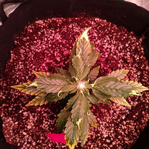 Gorilla Cookies Auto growlog timeline photo