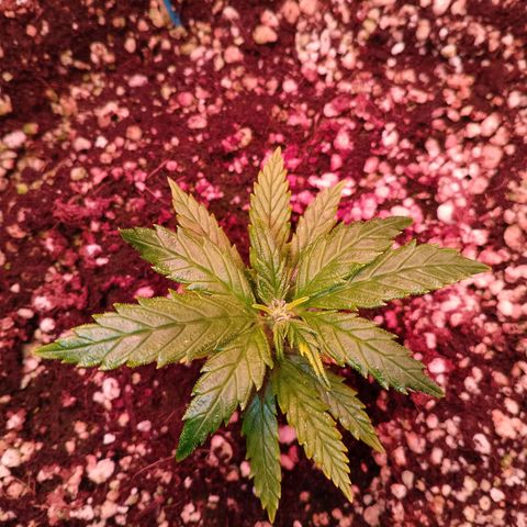 Gorilla Cookies Auto growlog timeline photo