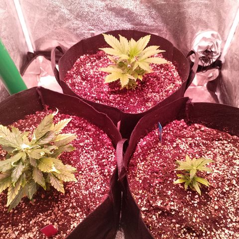 Gorilla Cookies Auto growlog timeline photo