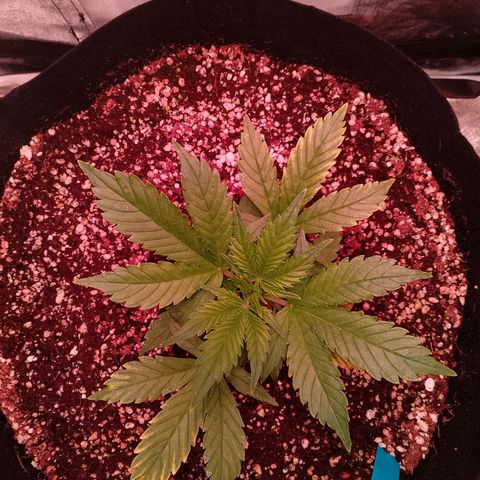 Gorilla Cookies Auto growlog timeline photo